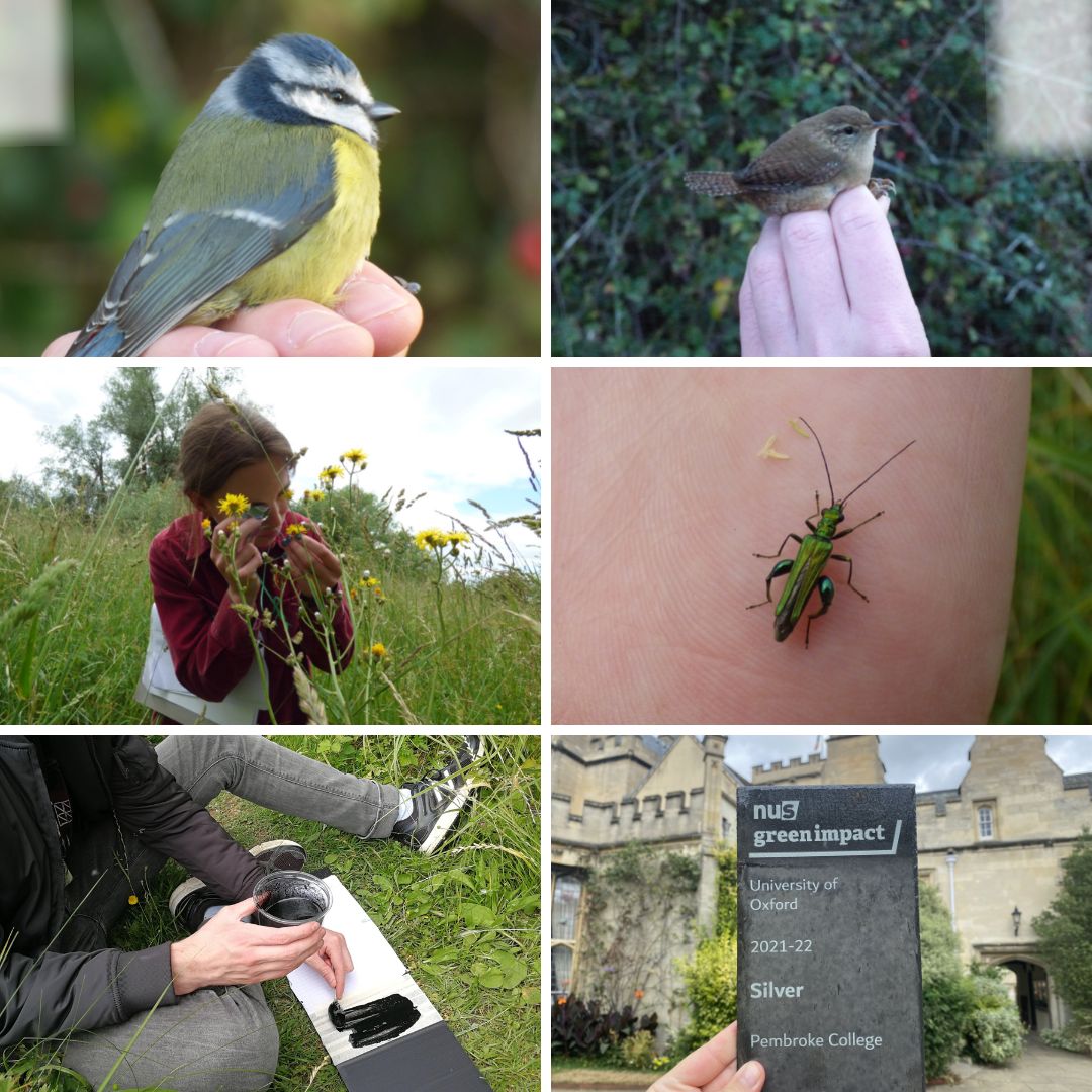 Collage of Photos of activities of the Biodiversity Project 