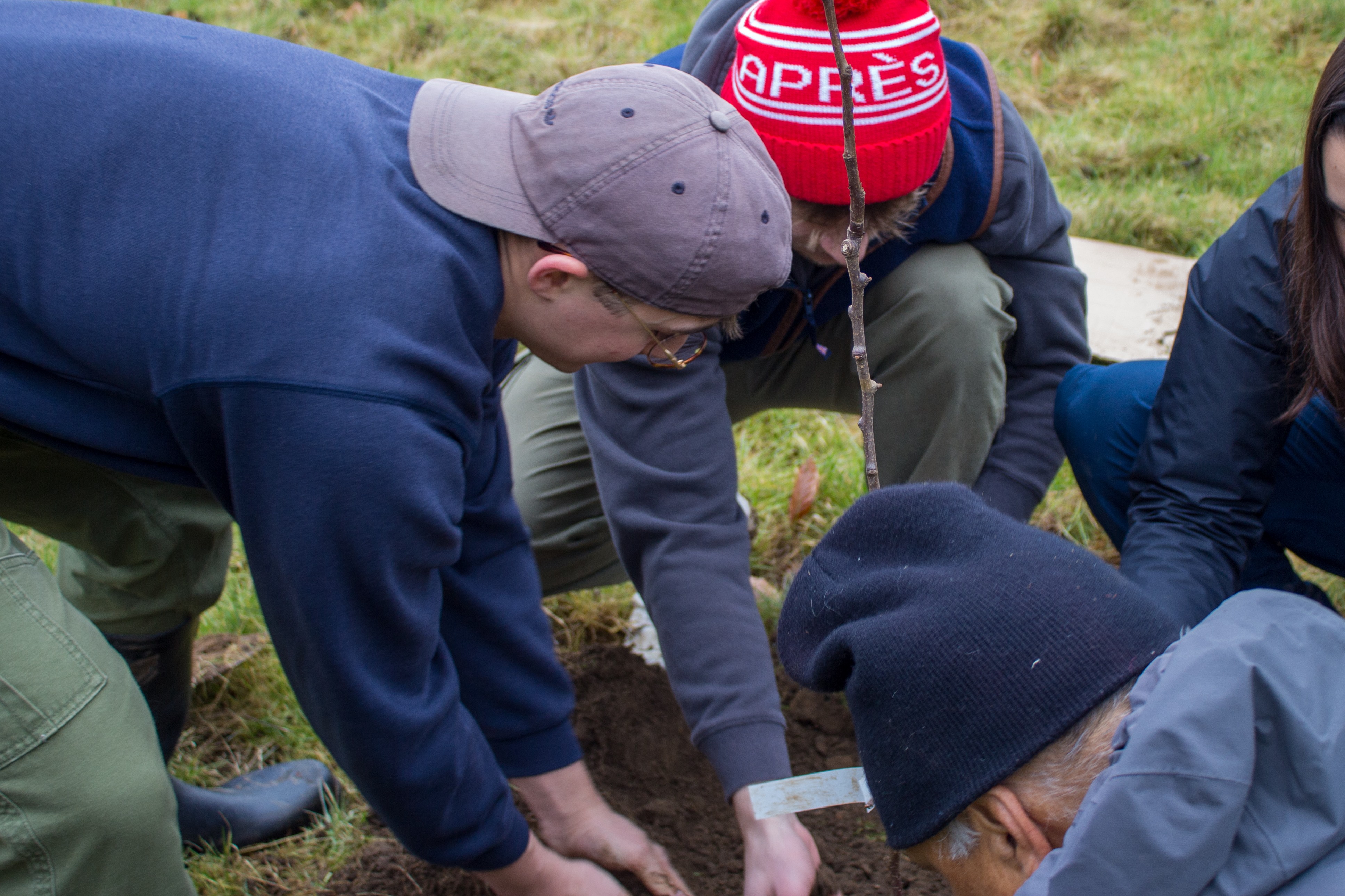 Students planting a tree.