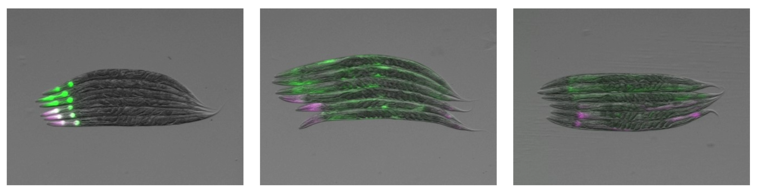 Electrosignalling in cells