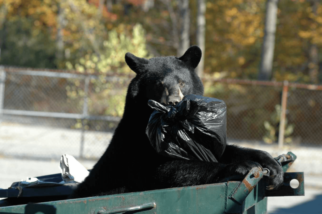 A black bear holds a tied-up bin bag in its mouth.