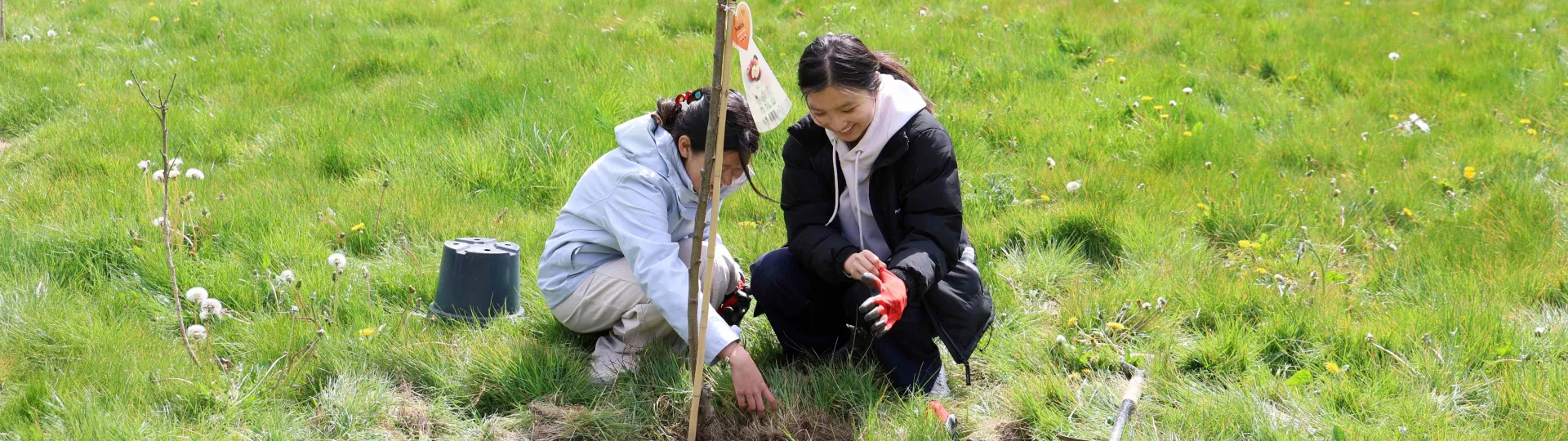 Students planting a tree